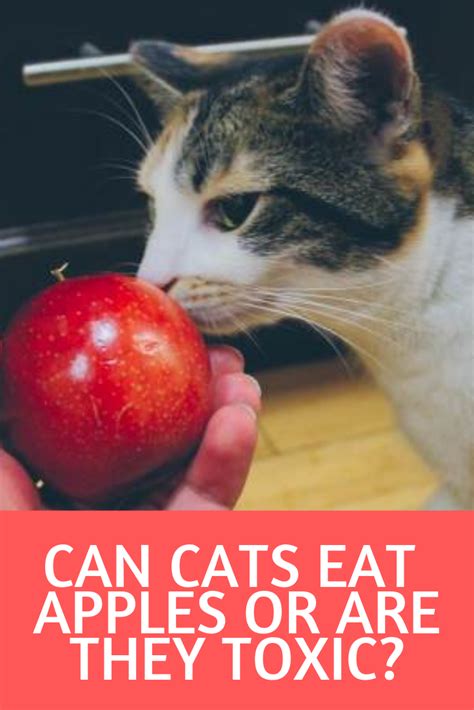 Unlike other meats that are most nutritious when eaten raw, uncooked fish isn't just nutritionally inadequate—it could cause severe nutrient deficiencies. Can Cats Eat Apples? Are Apples Bad for Cats? | Pet safe ...