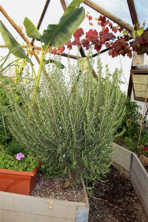How To Grow Rosemary In A Greenhouse Greenhouse Plant Management