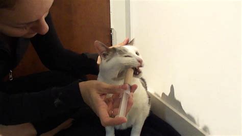 How To Syringe Feed A Cat Youtube