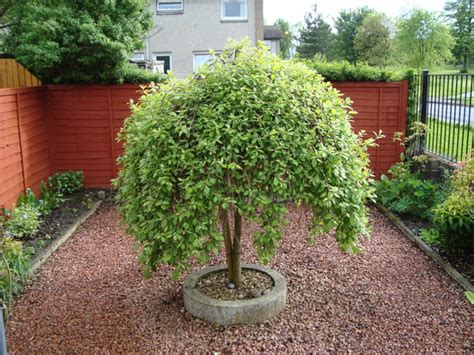 See more ideas about weeping willow, weeping willow tree, weeping. Kilmarnock Willow : Grows on You
