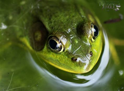 Bullfrog Frog And Toad Nature Love Photography