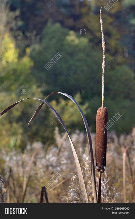 Dry Cattail On Image And Photo Free Trial Bigstock