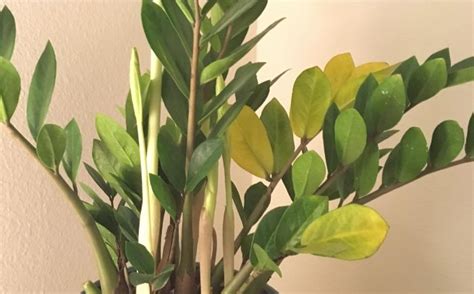 Why Does My Zz Plant Have Yellow Leaves Smart Garden Guide