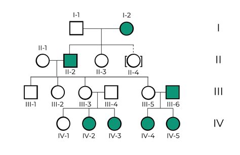 Proces De Realizare A Drumurilor Relua Caligrafie Arbol Genealogico