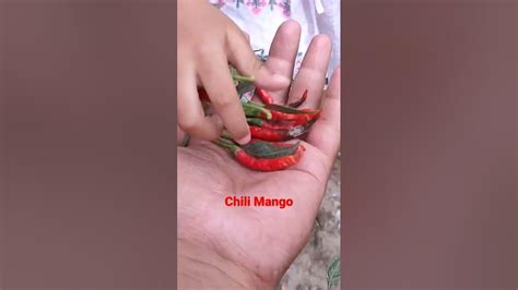 Chili Mango Shorts Ytshorts Youtube