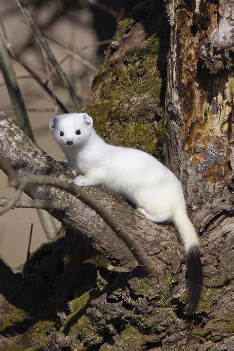 Short Tailed Weasel Mustela Erminea Photograph By Konrad Wothe Fine