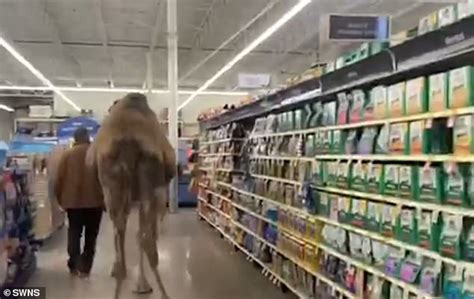 But what happens when a camel walks into a pet store? Shopper causes a stir at pet store - when he brings his 1 ...