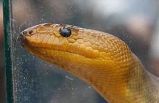 zoo snake san diego oc beautiful reptiles comment