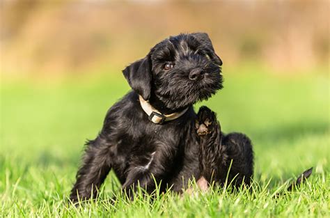 Rupa dan bentuk wajah dapat di nilai. 6 Jenis Penyakit Kulit yang Rentan Menyerang Anjing