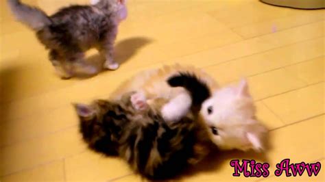 3 Cute Kittens Playing Together Too Cute Youtube