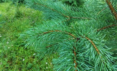 Pine Green Forest - Free photo on Pixabay - Pixabay