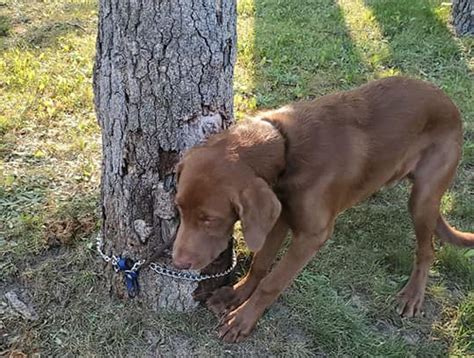 Northern Michigan Police Seek Public Help After Finding Dog Tied