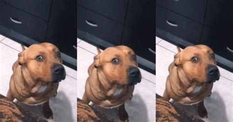 La Adorable Reacción De Un Perro Al Ser Regañado Por Comer Un Paquete