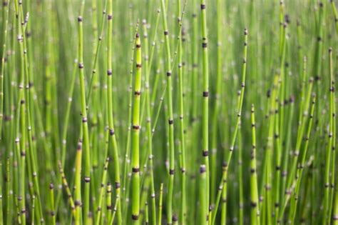 What makes annual plants annual and perennial plants perennial? well, the answer lies in their new annual plants sprout from the seeds. Non - Flowering Plants Are All Around Us - Some Examples ...