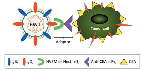 High confidence as test is in agreement initial treatment action can begin during the patient's visit as test results are available in 10 minutes. Tumor-targeting of an oncolytic virus (HSV-1) with an ...