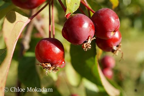 Malus Spp Maud Gordon Holmes Arboretum Suny Buffalo State University