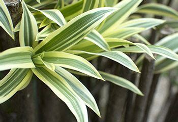 Fragrans may have solid green or variegated leaves and mature at 15 to 50 feet high. Dracaena Care Guide: Growing Information and Tips | ProFlowers