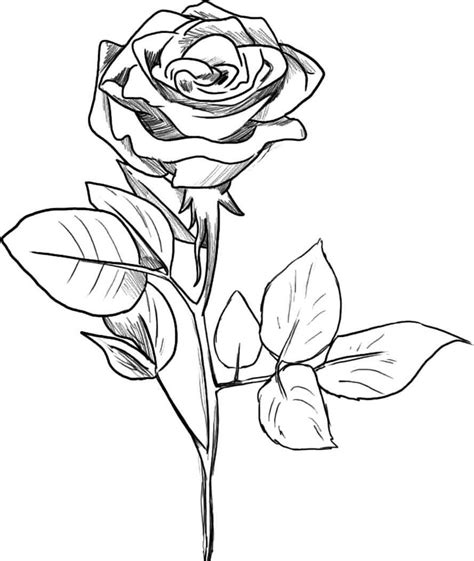Рисунок розы для срисовки Картинки для срисовки