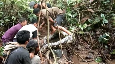 Indonésie Ils Capturent Un Python Géant De 8 Mètres