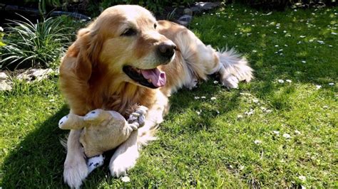 Common Golden Retriever Skin Problems Dog Breed Information