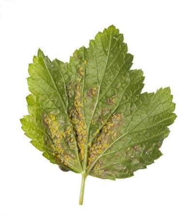 Spider mites, while not harmful to humans but potentially lethal to plant life, live for about three to four weeks. How to Get Rid of Spider Mites
