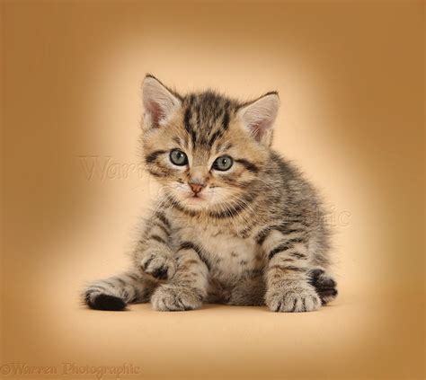 Cute Tabby Kitten 6 Weeks Old On Beige Background Photo Wp39557