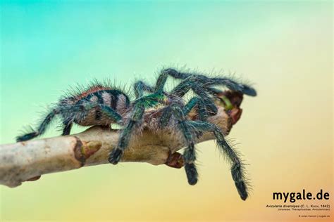 Diversipes #arboreal #arboreal tarantula #new world #nw #nw arboreal #new world arboreal #okay for. Ybyrapora diversipes (C. L. Koch, 1842) | Flickr