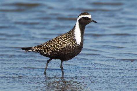 Golden Plover Photo Id Guide Birdguides
