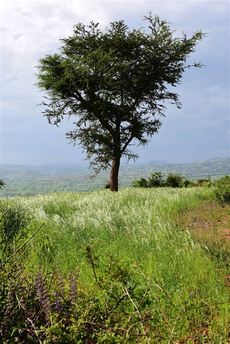 Tree In Ethiopia Monika Salzmann Travel Photography