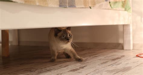 Why Do Cats Hide Under Beds