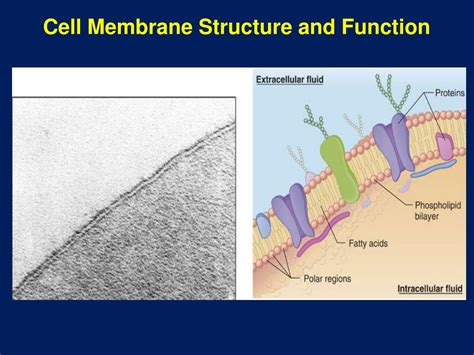 Ppt Cell Membrane Structure And Function Powerpoint Presentation Id