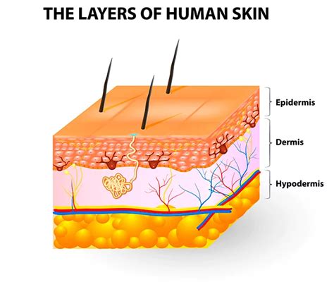 The Skin Oncobeta