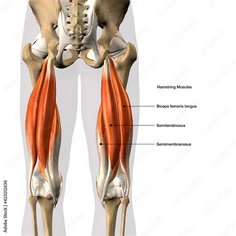 Hamstring Muscles Labeled Male Posterior On White Background D