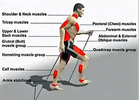 Whats A Good Overall Workout What Muscles Does Nordic Walking Work On