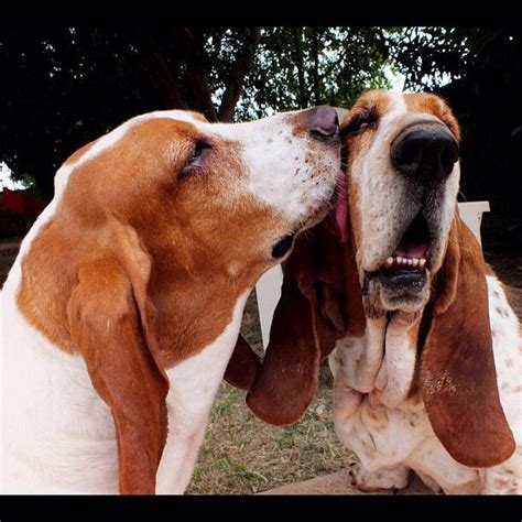 Basset Hound Lovers Kisses Love Couple Kiss Bassets Hounds Lick