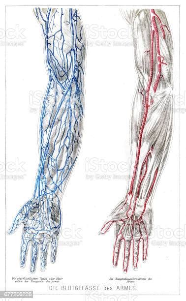 Arms Blood Vessels Anatomy Engraving 1857 Stock Illustration Download
