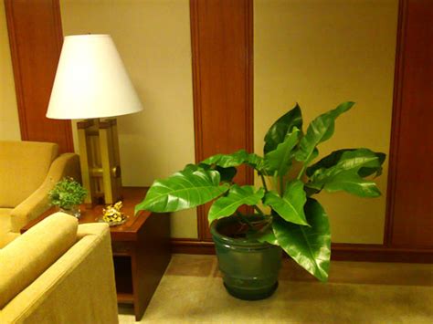 Ordering flower plants are a great gift for anyone from a spouse to work colleague. The Flower Plant by WTU - Philippines Plant Rentals ...