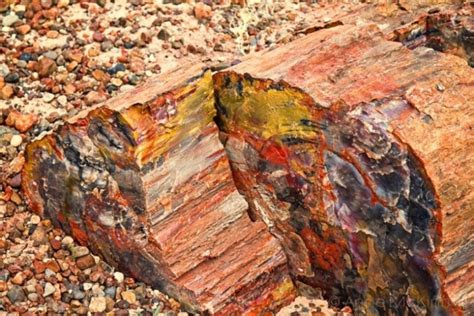 Check spelling or type a new query. How Did Those Petrified Logs Get 'Cut'?