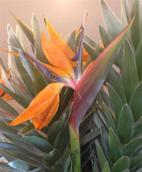 Aloha Heart Opening Flower Essences — in Joy meant