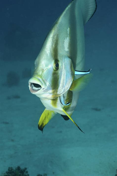Longfin Spadefish Platax Teira Red Photograph By Andreas Schumacher