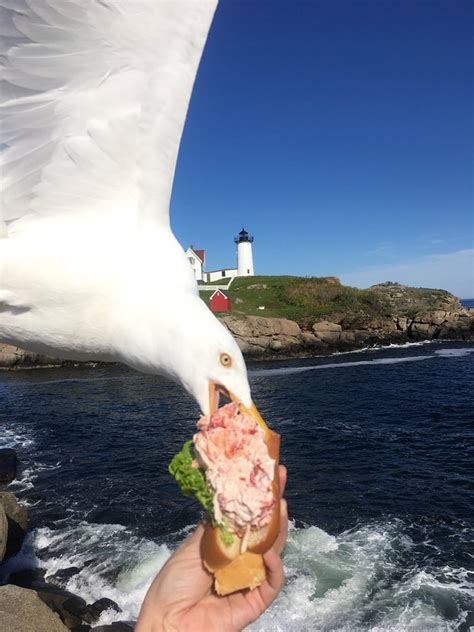 Buy our maine lobster rolls online today! Woman Captures Photo Of The Exact Moment A Seagull Stole ...