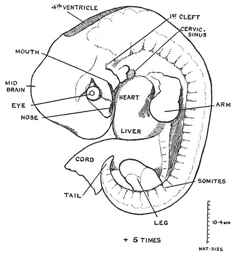 Human Embryology And Morphology 4 Embryology