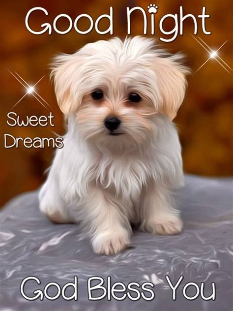 Good Night Sweet Dreams God Bless You Goodnight Dog Cute Good