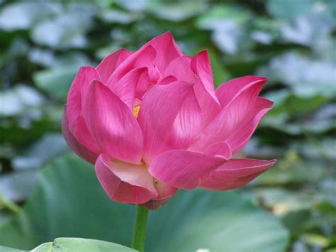 Pink Indian Lotus Flower Free Photo Download Freeimages