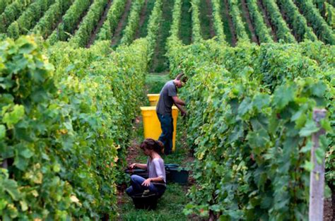 French Wine Harvest One Of Smallest For 30 Years Decanter