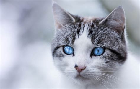 Обои кошка кот взгляд портрет мордочка голубые глаза картинки на