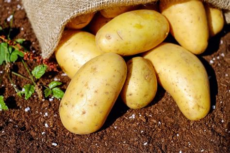 Come Conservare le Patate