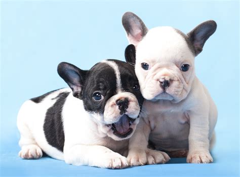 French bulldogs are a very smart breed of dogs. Are French Bulldogs Hypoallergenic? - French Bulldog ...