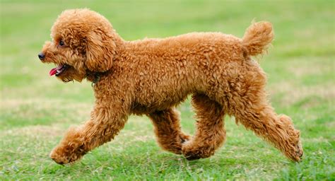 Miniature poodle in other languages french: How much do toy poodles weigh full grown ...
