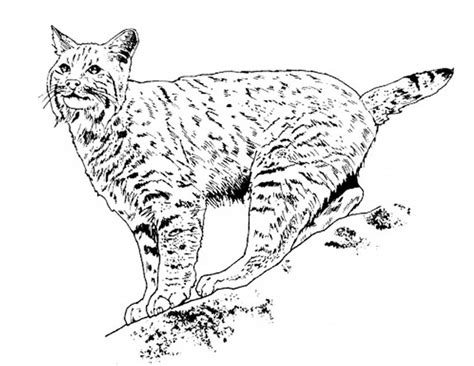 Drawings Lynx Animals Printable Coloring Pages